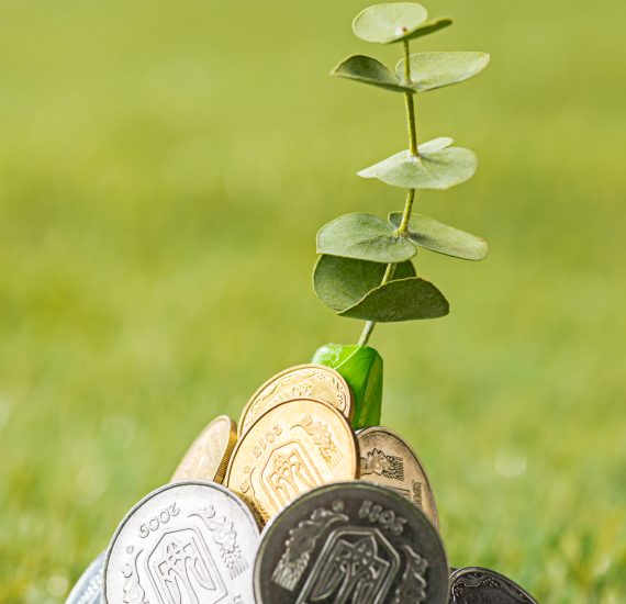 Plant growing in coins on green grass. Saving and investment financial concept